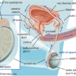 Structures-production-transport-semen